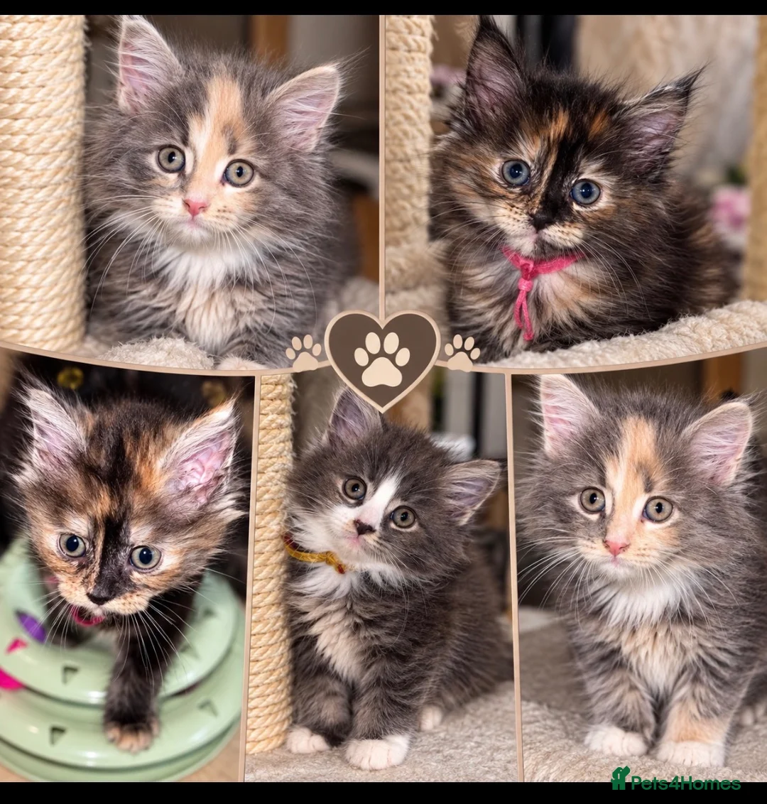 Maine Coon cats for sale: 🐾 FULLY REGISTERED PEDIGREE MAINE COON KITTENS 🐾 - Advert 1