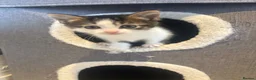 Mixed Breed cats for sale: Beautiful Kittens for sale  - Advert 24