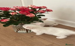 European cats for sale: Little kitten looking for a loving home - Image 8
