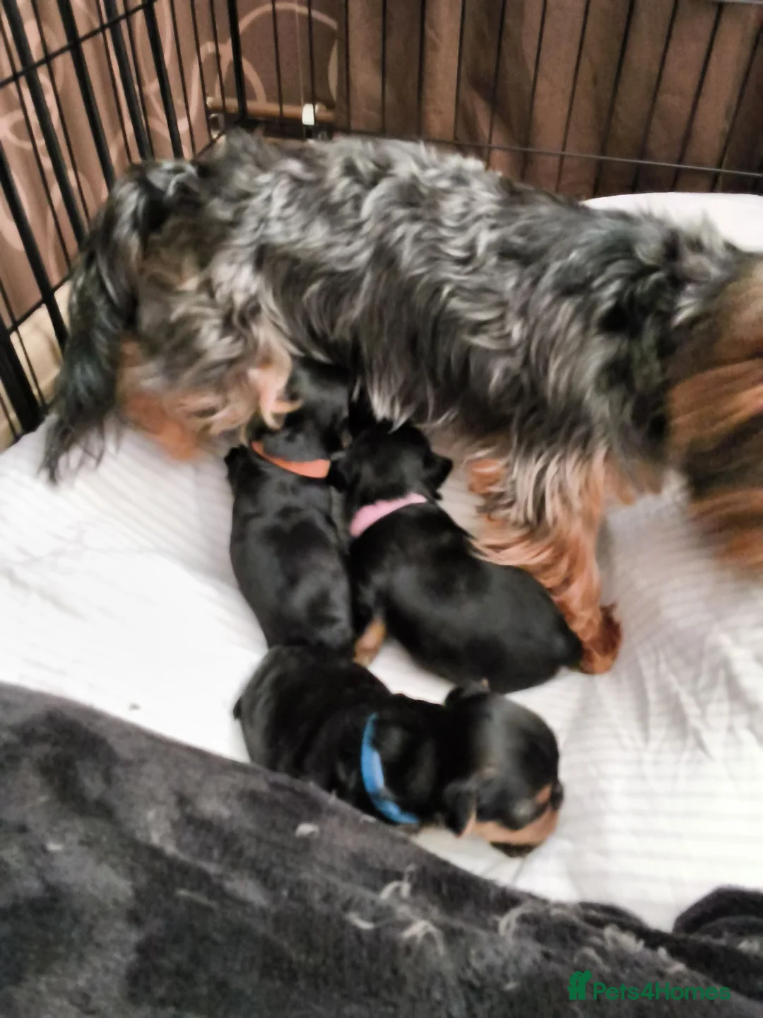 Yorkshire Terrier dogs for sale: Yorkshire terrier  - Advert 1