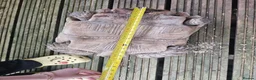 Tortoise reptiles for sale: Sulcata tortoises  - Advert 4