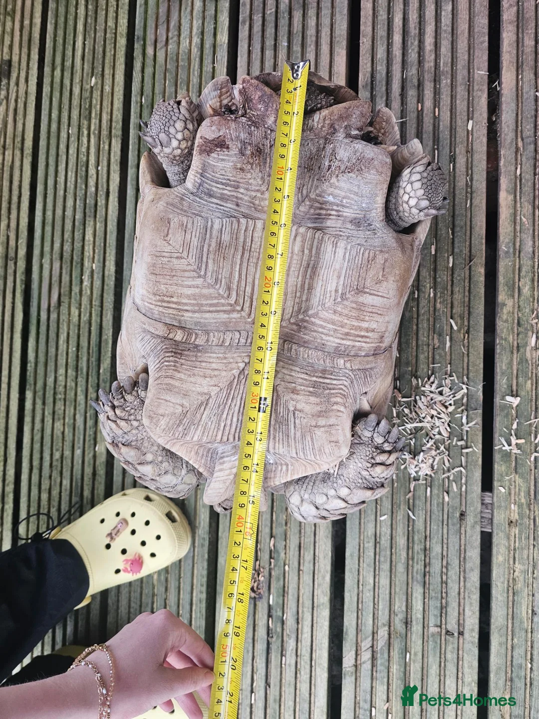 Tortoise reptiles for sale: Sulcata tortoises  - Advert 4