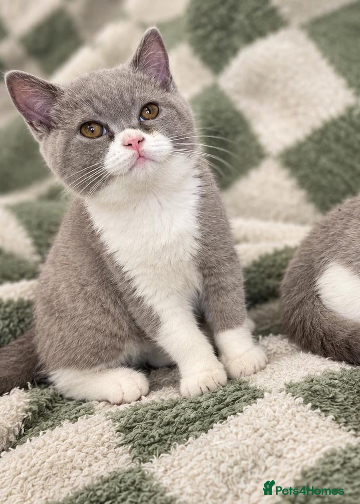British Shorthair cats Lilac-Bi siblings - Advert 6