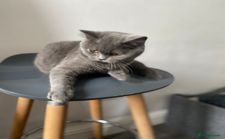British Shorthair cats - Advert 2
