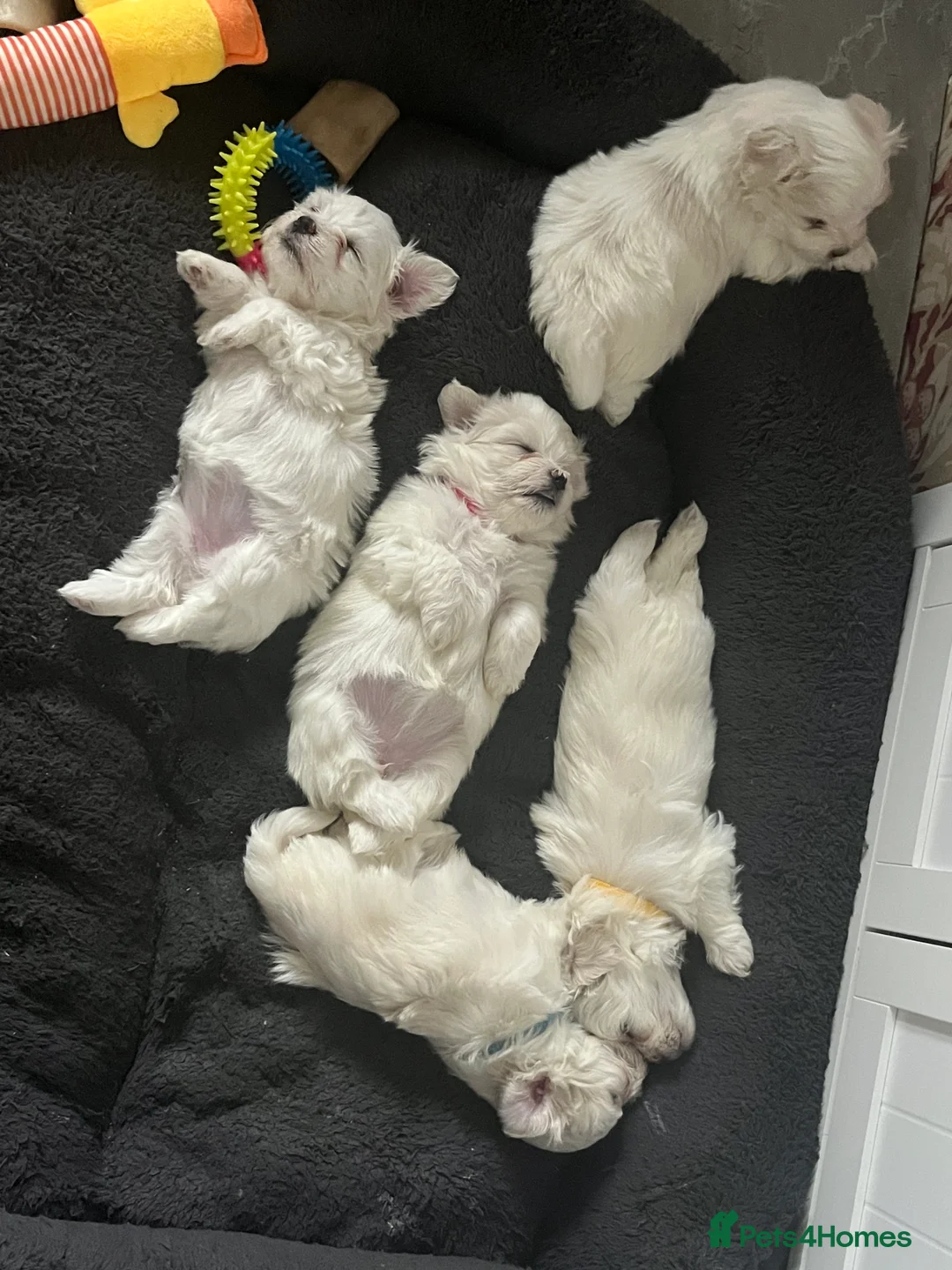 Maltese dogs for sale: Maltese babies - Advert 39