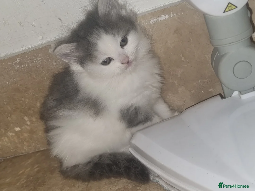 Mixed Breed cats for sale: Kittens  - Advert 1
