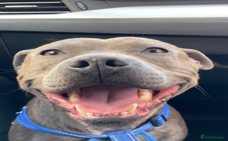 Staffordshire Bull Terrier dogs - Advert 1