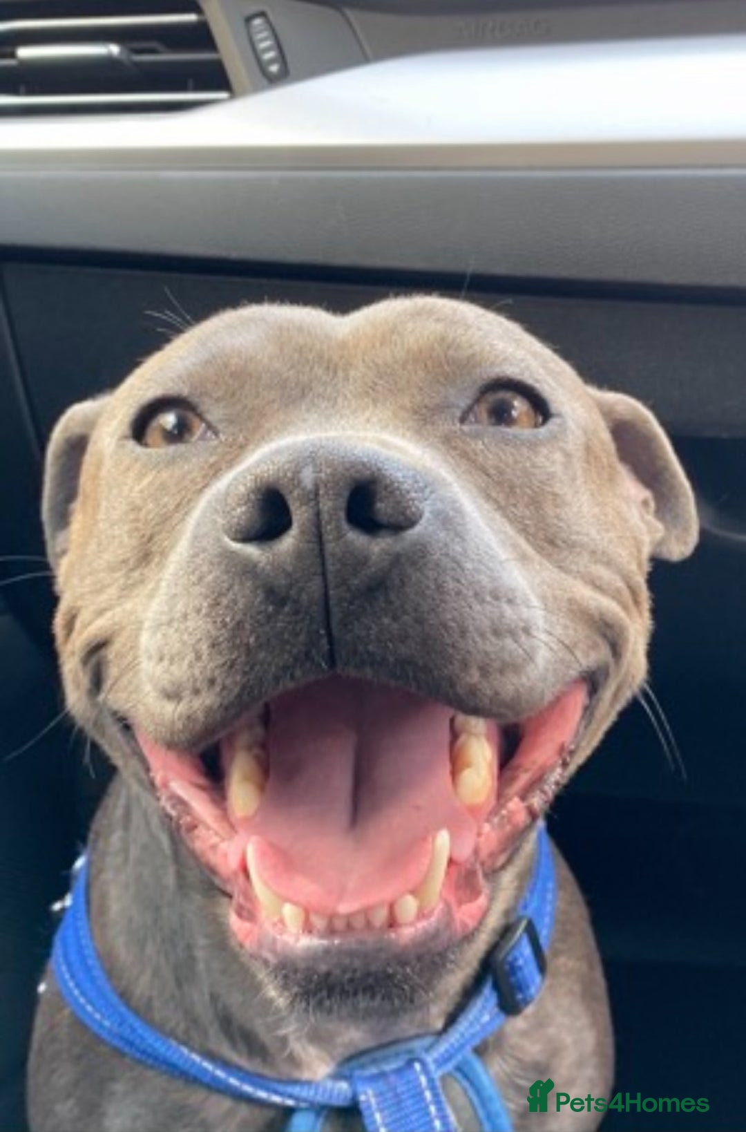 Staffordshire Bull Terrier dogs for sale: Blue staffy - Image 1