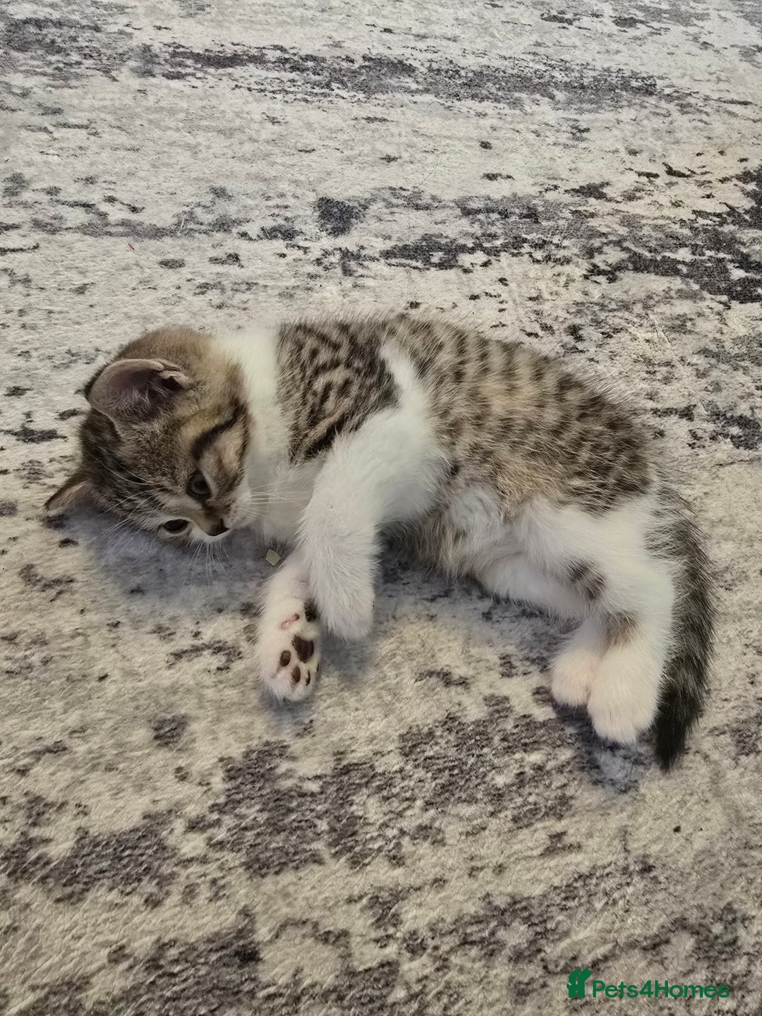 British Shorthair cats for sale: ASH-Male British Shorthair - Advert 6