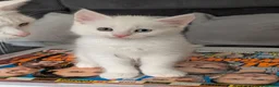 Maine Coon cats for sale: Maincoon kittens (pure bred) in Larkhall - Advert 10