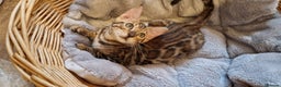 Bengal cats for sale: Beautiful kitten❤️Ready to go 😍  - Advert 14