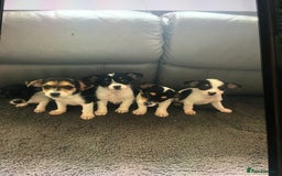 Jack Russell dogs for sale: Jack russell - Image 1