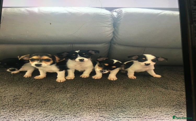 Jack Russell dogs - Advert 6