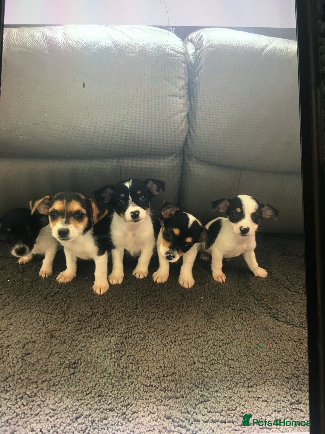 Jack Russell dogs for sale: Jack russell - Image 1