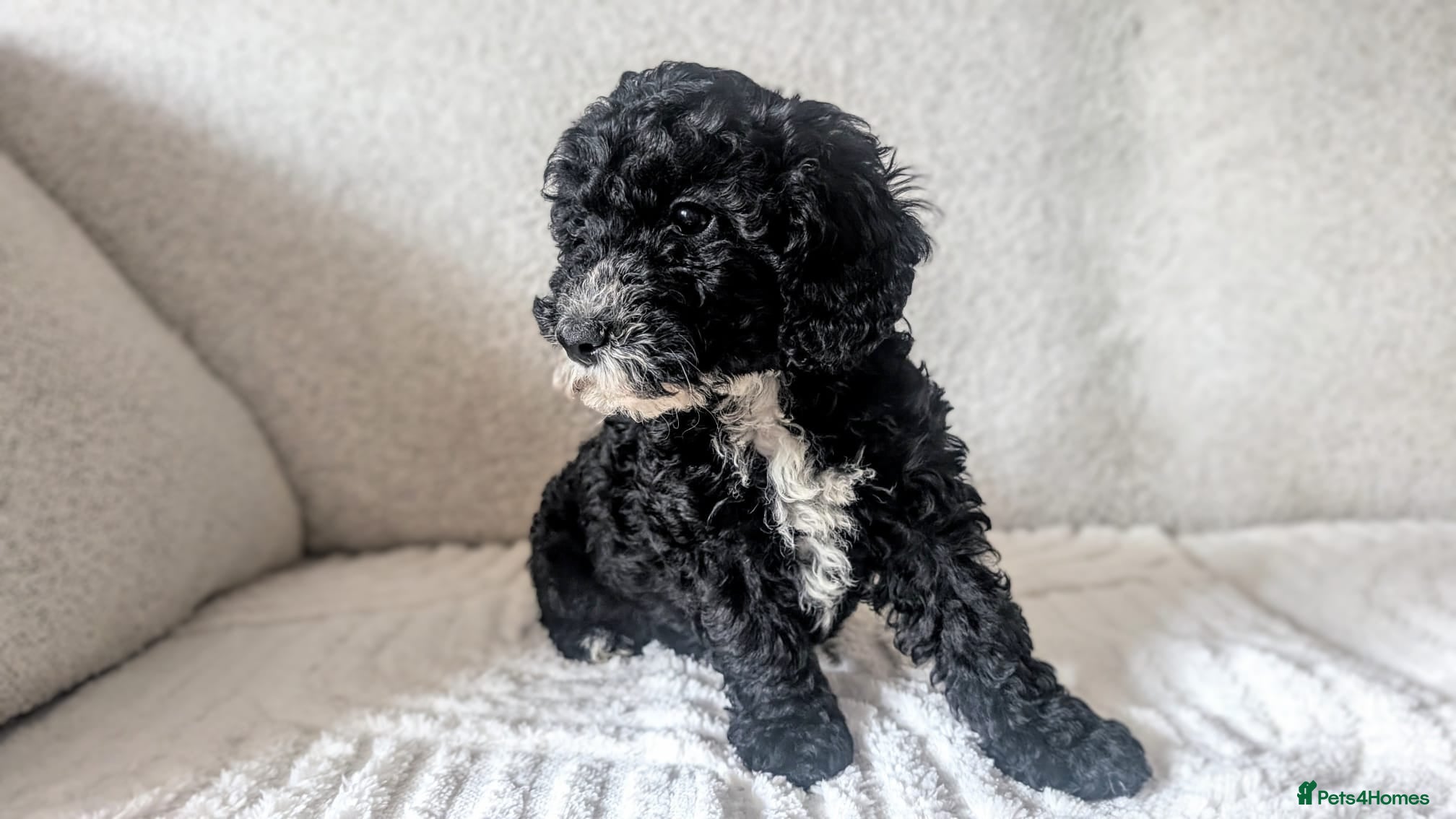 Cavapoo dogs READY NOW FOR NEW HOMES £750 - Advert 2