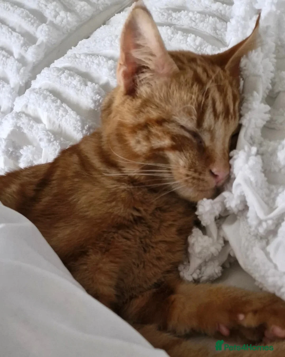 Domestic Shorthair cats for sale: Gorgeous Bonded pair of cats, 2 years old in Weymouth - Advert 2