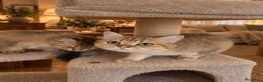 British Shorthair 1