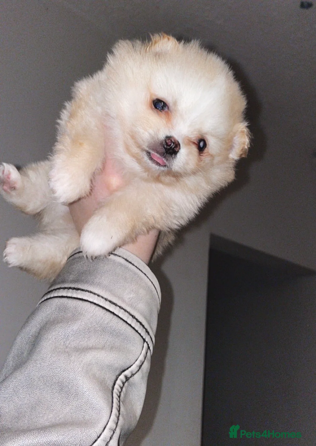 Pomeranian dogs for sale: Pomeranian puppies  - Advert 3