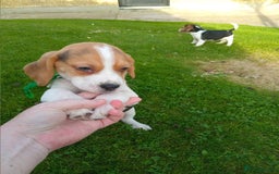 Beagle dogs for sale: Genuine Foot Beagles - Image 8
