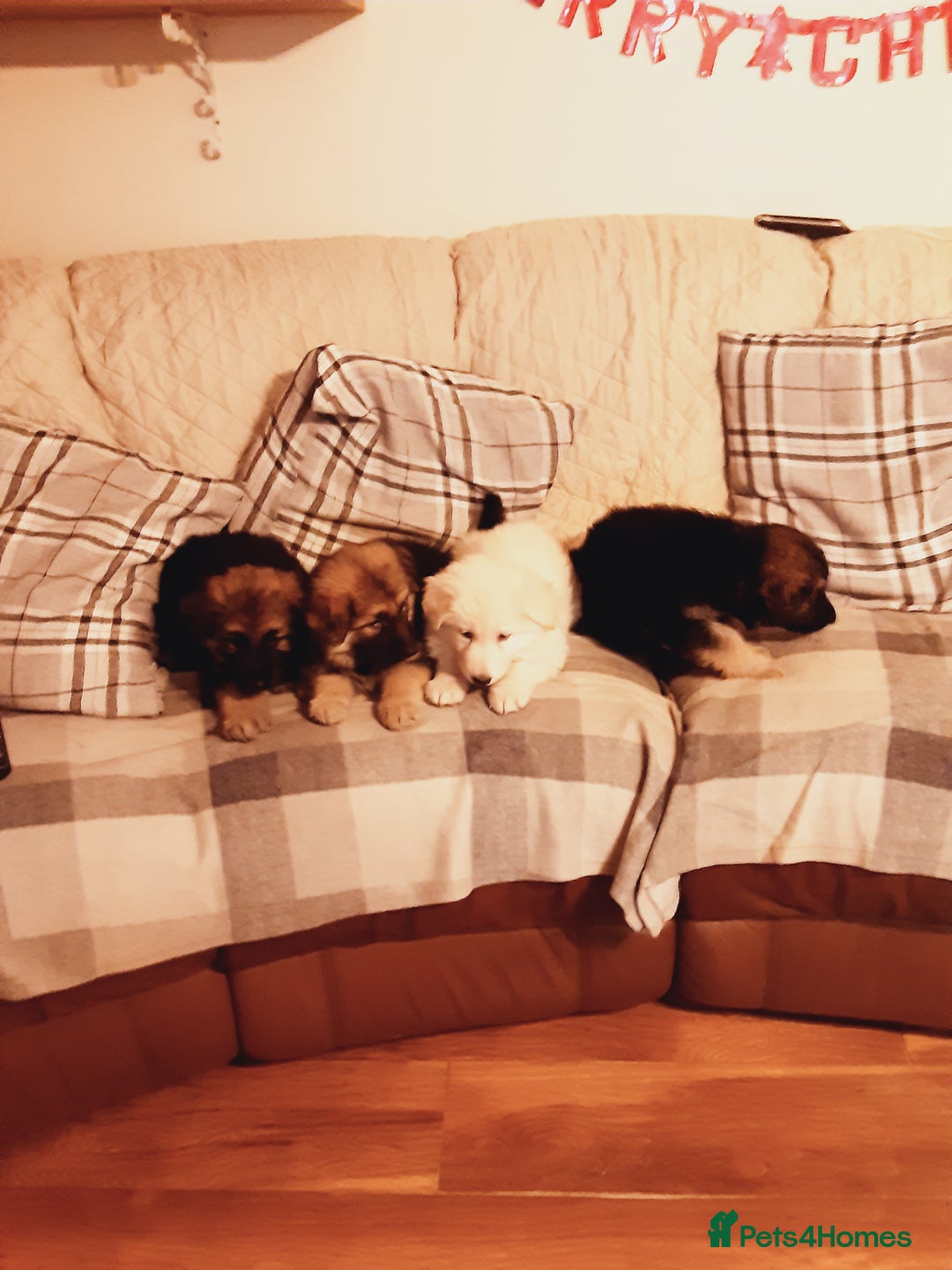 German Shepherd dogs for sale: Long haired German Shepherd pups - Advert 9