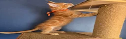 Maine Coon cats for sale: Tica MaineCoon  - Advert 16