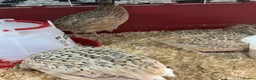 Mixed Breed birds for sale: Jumbo quail in Birmingham - Advert 2