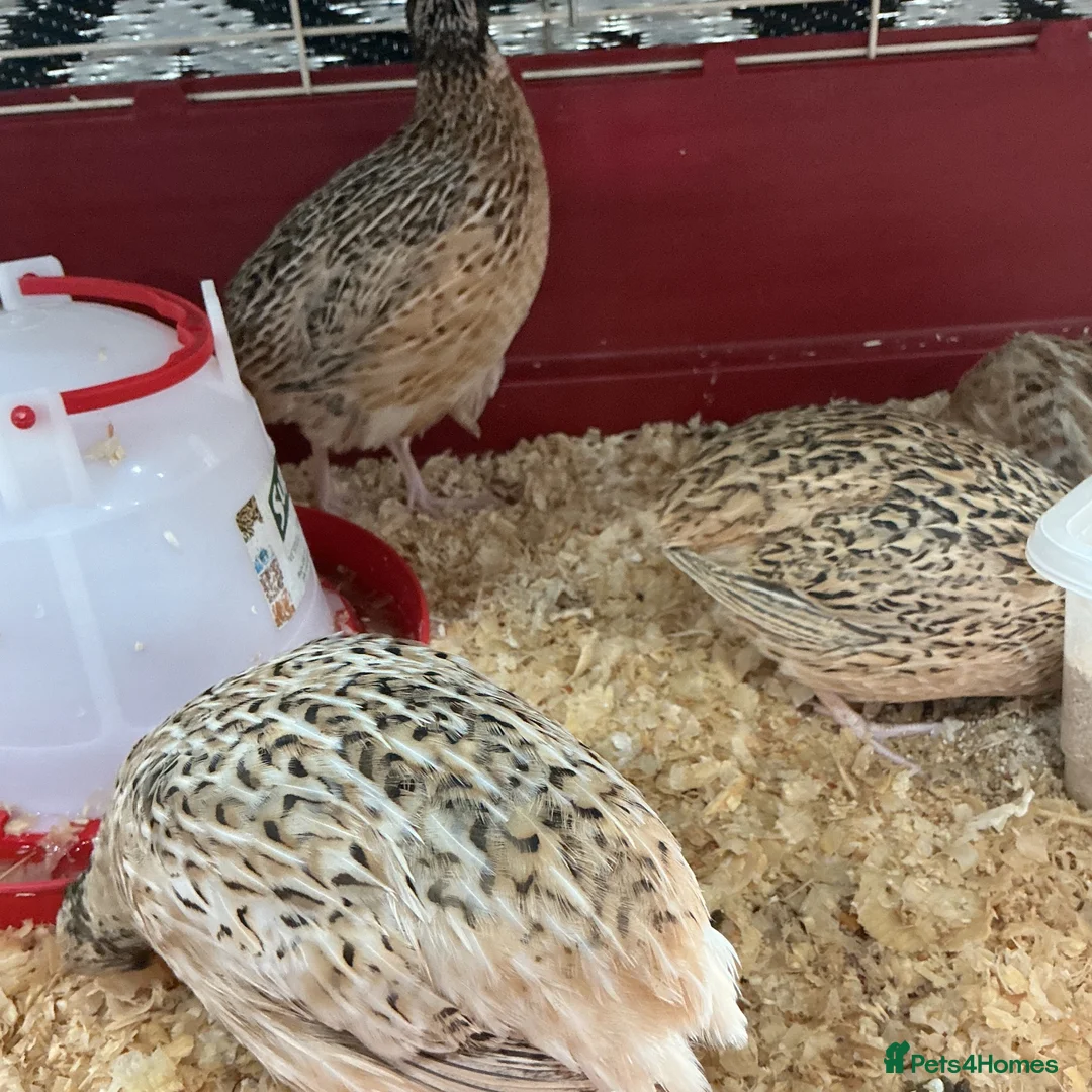 Mixed Breed birds for sale: Jumbo quail in Birmingham - Advert 2