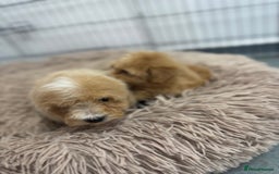 Maltipoo dogs for sale: 5⭐️ Licensed breeder. Tiny maltipoo puppies - Image 7