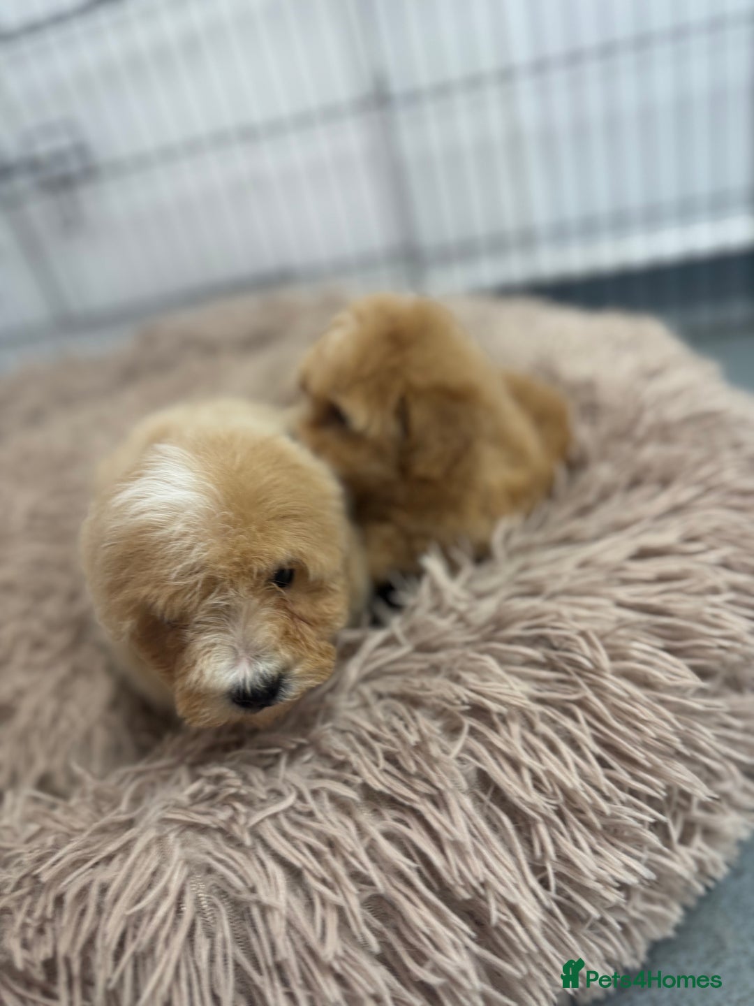 Maltipoo dogs for sale: 5⭐️ Licensed breeder. Tiny maltipoo puppies - Image 7