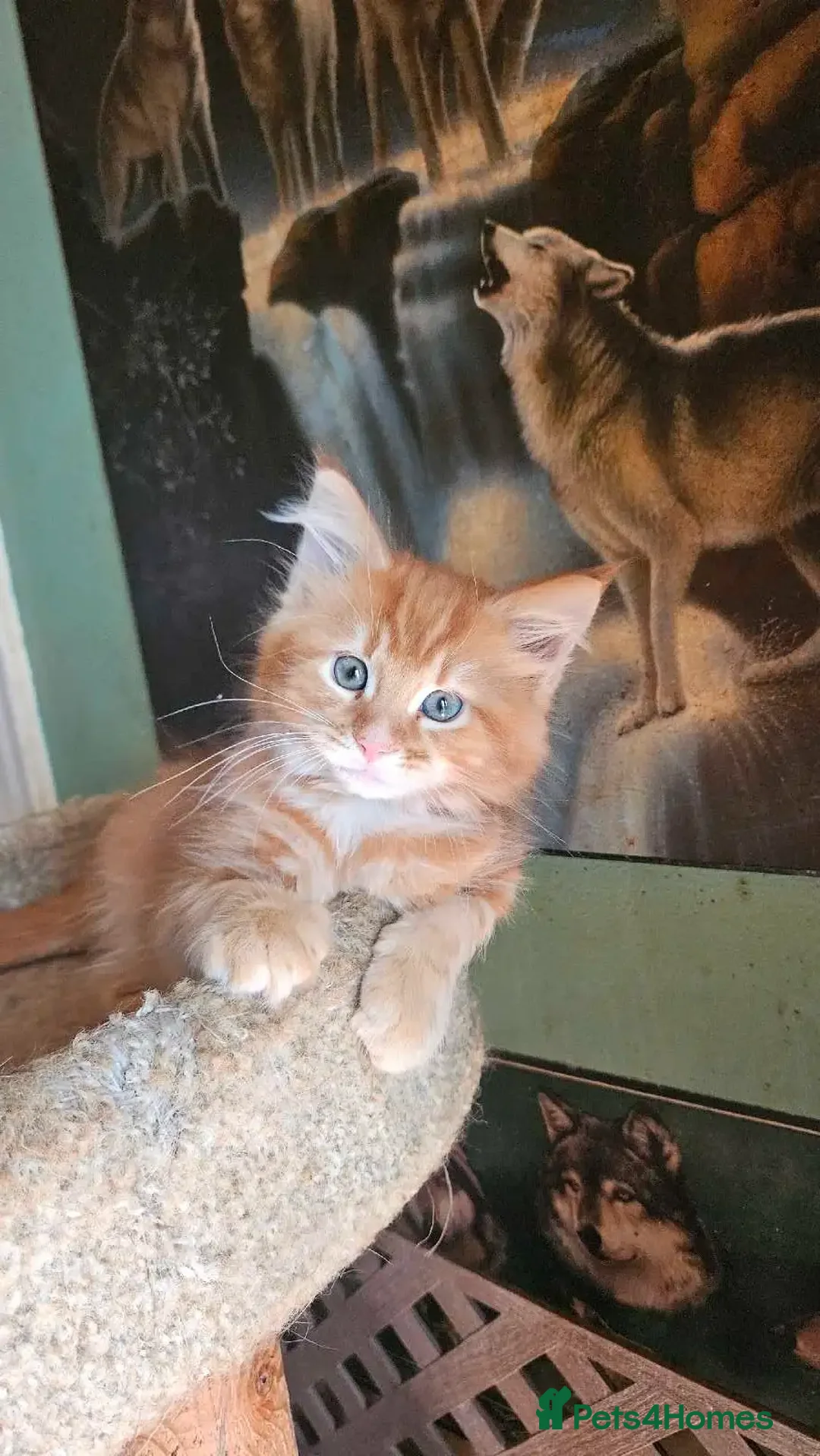 Maine Coon cats for sale: Raare Maine Coons - Image 3