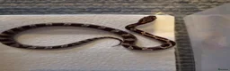 Corn Snake reptiles for sale: baby corn snakes in Great Yarmouth - Advert 6