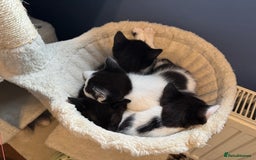 British Shorthair cats for sale: 4 British Shorthair kittens, 3 Tuxedo and 1 black - Image 5