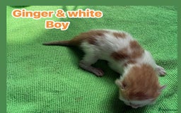 Norwegian Forest Cat cats for sale: Stunning friendly family raised kittens - Image 6