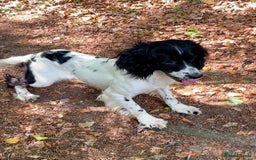 English Springer Spaniel dogs for sale: KC reg ESS Spanial bitch fully trained  - Image 3