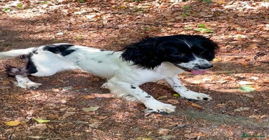 English Springer Spaniel dogs - Advert 5