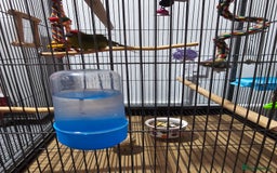 Parakeets birds for sale: Kakariki+Cage+toys+foods+bath+multivitamins+sprays - Image 7