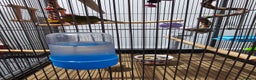 Parakeets birds for sale: Kakariki+Cage+toys+foods+bath+multivitamins+sprays - Advert 7