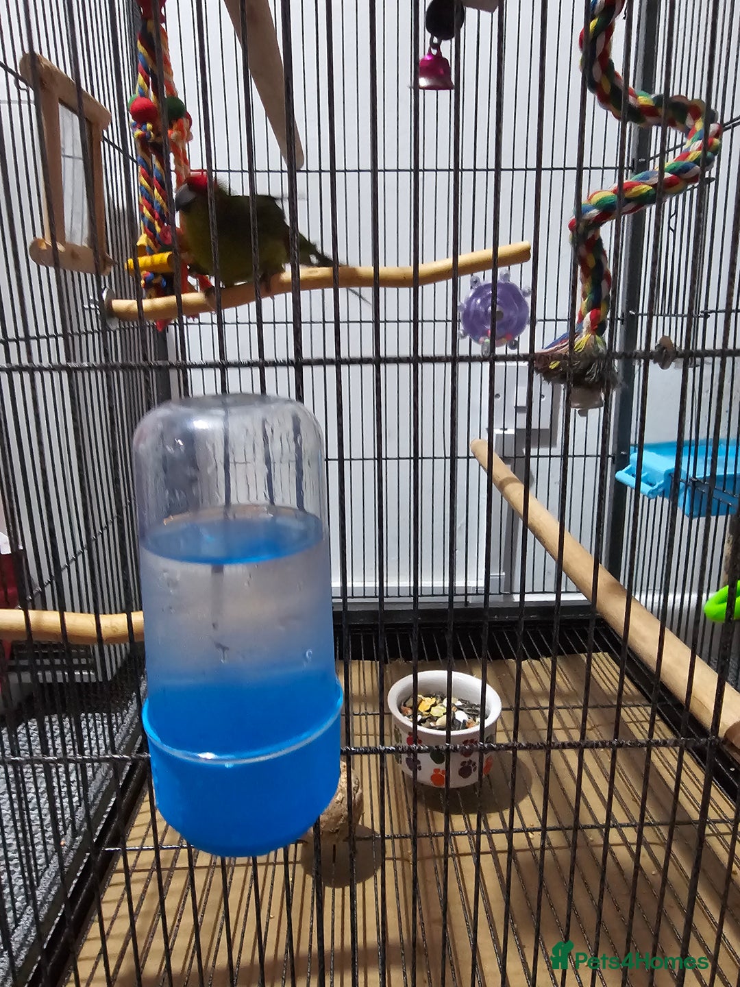 Parakeets birds for sale: Kakariki+Cage+toys+foods+bath+multivitamins+sprays - Image 7