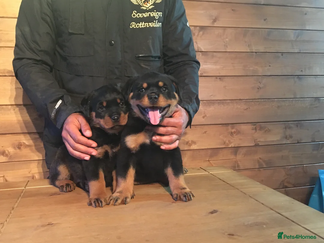 Rottweiler dogs for sale: TRADITIONAL GERMAN ROTTWEILER PUPPIES FOR SALE - Advert 9