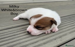 Jack Russell dogs for sale: Jack Russell puppies 2  - Image 9
