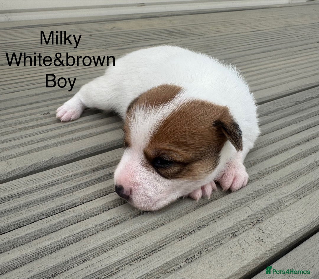Jack Russell dogs for sale: Jack Russell puppies 2  - Image 9