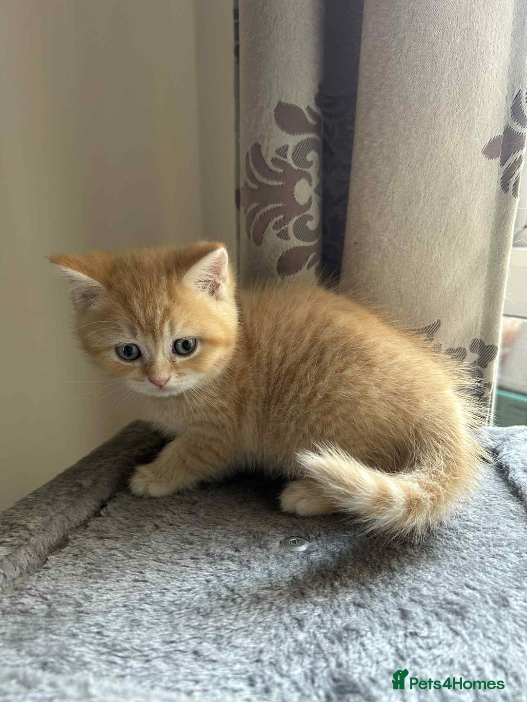 British Shorthair cats for sale: 🐾 Gorgeous British Shorthair Kittens 🐾 - Image 5