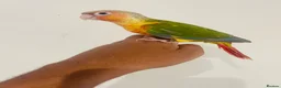 Conures birds for sale: Hand reared conures for sale  - Advert 5