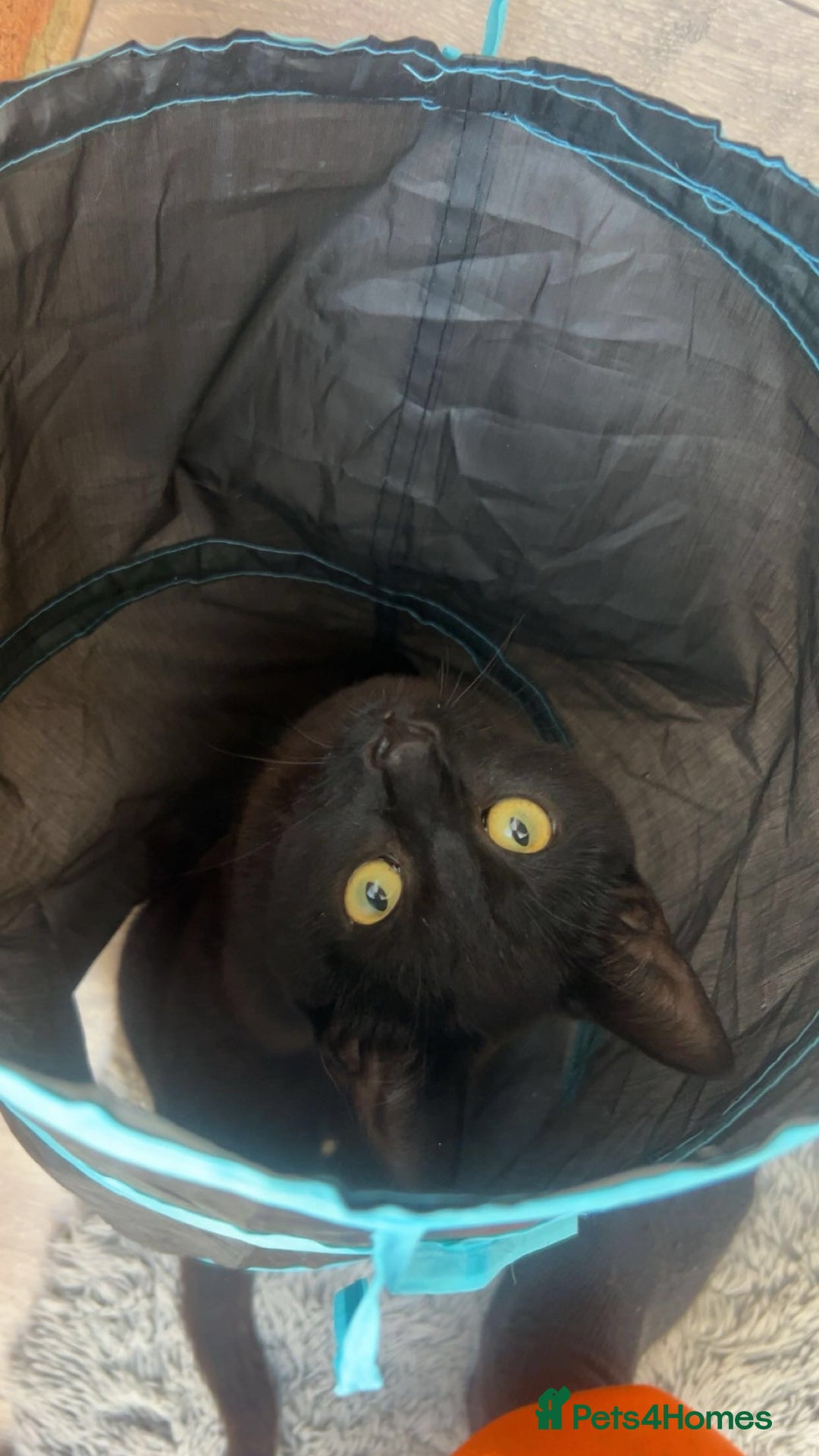 British Shorthair cats for sale: Black British Shorthair Female - Image 2