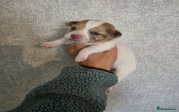 Pomchi dogs for sale: Last remaining Pomchi boy. - Advert 8