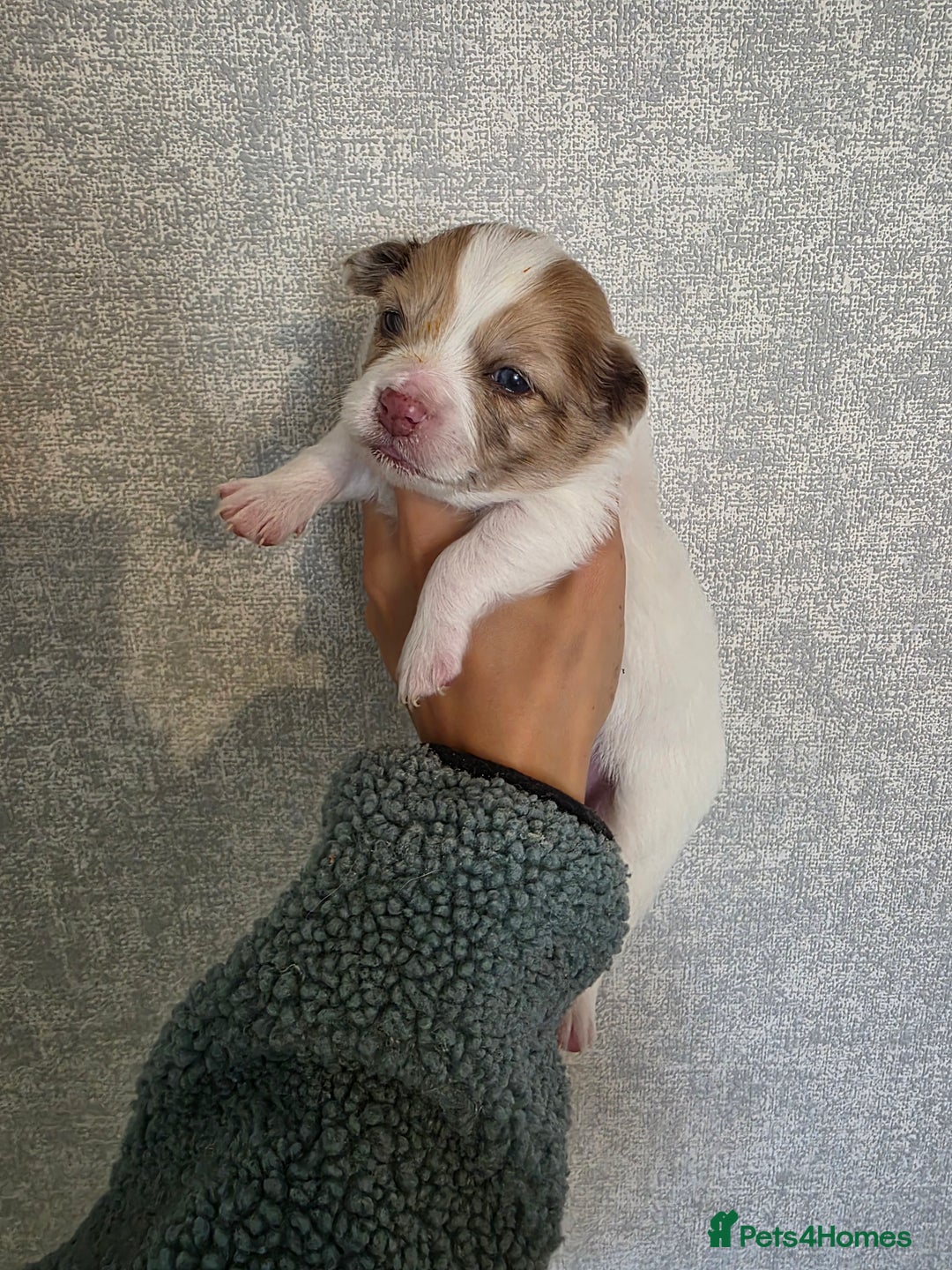 Pomchi dogs for sale: Last remaining Pomchi boy. - Advert 8