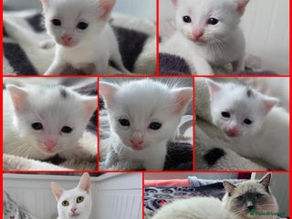 Mixed Breed cats Mixed kittens😻😽Ragdoll x domestic 🙀👌 - Advert 5
