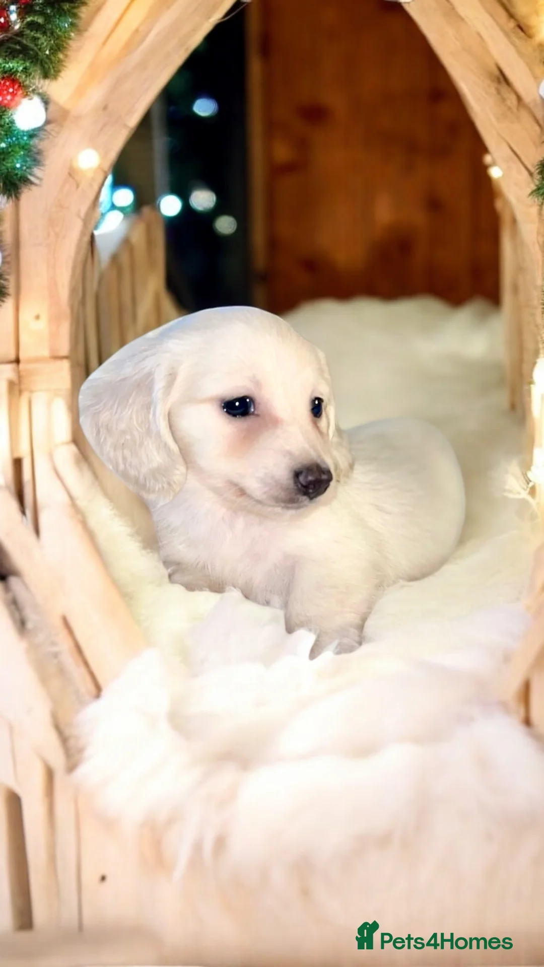 Miniature Dachshund dogs for stud: Cream Long-haired miniature Dachshund kc reg in Blackburn - Advert 14