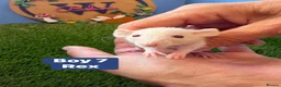 Rat rodents for sale: Baby Rats Males Females Dwarf  - Advert 8