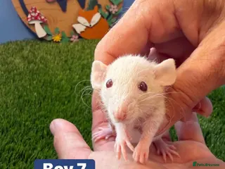 Rat rodents Baby Rats Males Females Dwarf - Advert 1